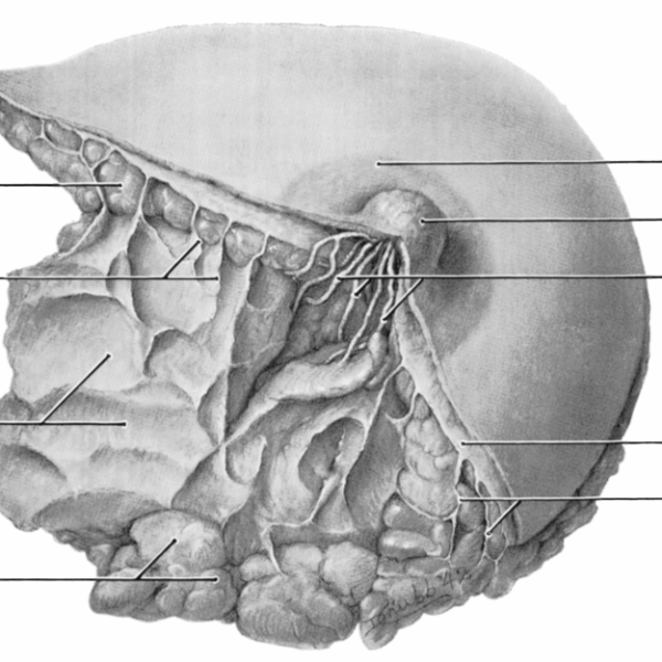 Cooper’s ligaments